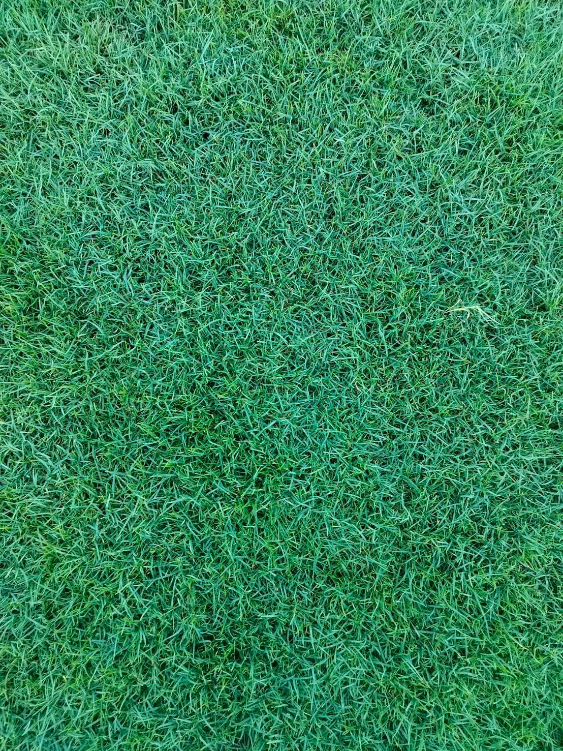 grass image